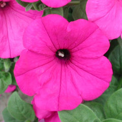 Petunia Explorer Lavender PLT