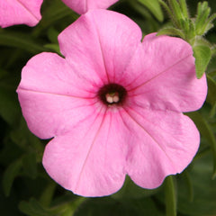 Petunia Explorer Pink PLT