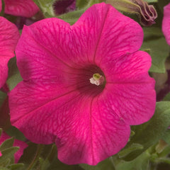 Petunia Explorer Rose PLT