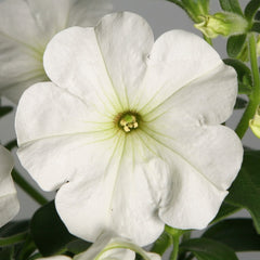 Petunia Explorer White PLT
