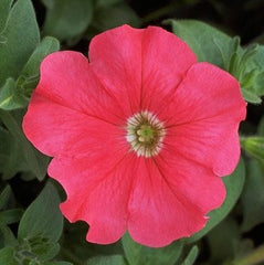 Petunia Explorer Coral PLT