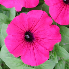 Petunia Explorer Magenta PLT