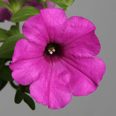 Petunia Explorer Purple PLT