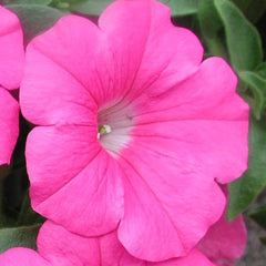 Petunia Explorer Rose Pink PLT
