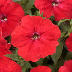 Petunia Explorer Scarlet PLT