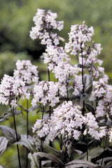 Penstemon Mystica