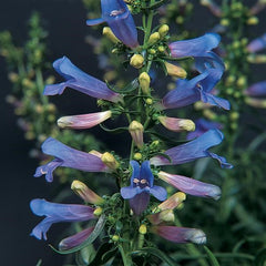 Penstemon Electric Blue