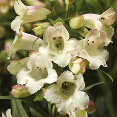 Penstemon Arabesque Appleblossom