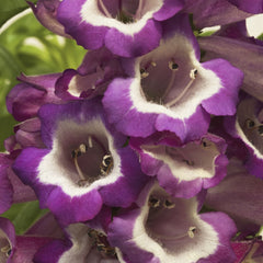 Penstemon Arabesque Violet