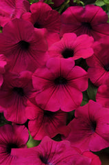 Petunia Wave Purple Imp. PLT