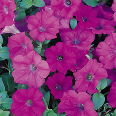 Petunia Wave Lavender PLT