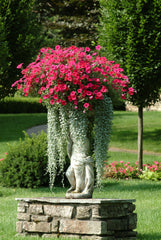 Petunia Tidal Wave Cherry PLT