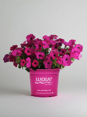 Petunia Tidal Wave Purple PLT
