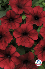 Petunia Tidal Wave Red Velour PLT