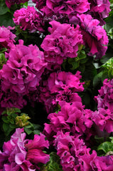 Petunia Double Cascade Burgundy PLT