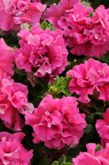 Petunia Double Cascade Pink PLT