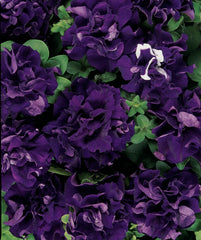 Petunia Double Cascade Blue PLT