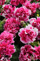 Petunia Double Rose Pirouette PLT