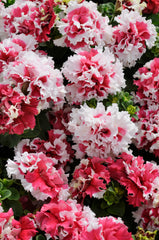 Petunia Double Red Piroette PLT