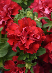 Petunia Double Cascade Valentine Red PLT