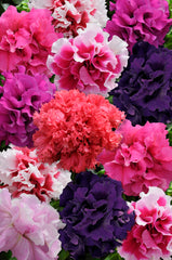Petunia Double Glorious Mix PLT