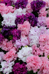 Petunia Double Cascade Mix PLT