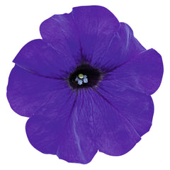 Petunia Success TR Blue PLT