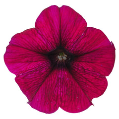 Petunia Success TR Burgundy PLT