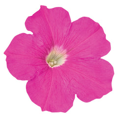 Petunia Success TR Pink PLT