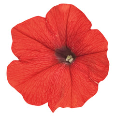 Petunia Success TR Red PLT