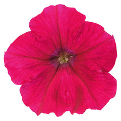 Petunia Success TR Rose PLT
