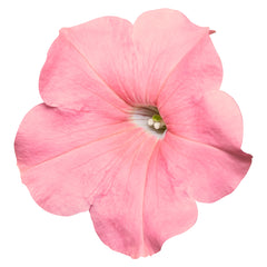 Petunia Success TR Salmon PLT