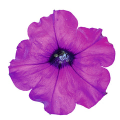 Petunia Success TR Violet PLT