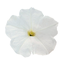 Petunia Success TR White PLT