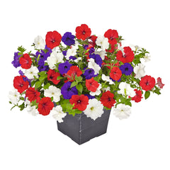 Petunia Success TR Liberty Mix PLT
