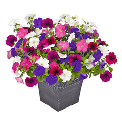 Petunia Success TR Twilight Mix PLT
