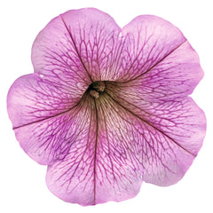 Petunia Success TR Silver Vein PLT