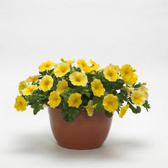 Petchoa Caliburst Yellow PLT