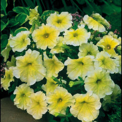 Petunia Prism Sunshine Yellow  PLT