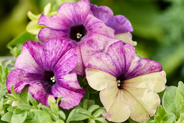 Petunia Shake Blueberry PLT