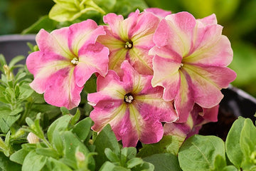 Petunia Shake Strawberry PLT