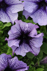 Petunia Daddy Blue Vein PLT