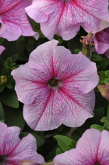 Petunia Daddy Peppermint PLT