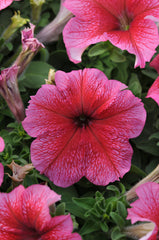 Petunia Daddy Red PLT