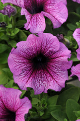 Petunia Daddy Sugar PLT (Plum Vein)