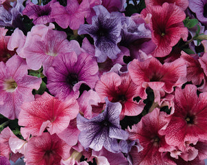 Petunia Daddy Vein Mixture PLT