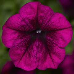Petunia FotoFinish Burgundy PLT