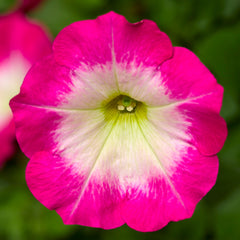 Petunia FotoFinish Rose Morn PLT
