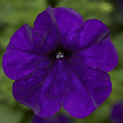 Petunia FotoFinish Blue PLT