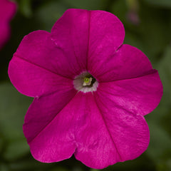 Petunia FotoFinish Pink PLT.